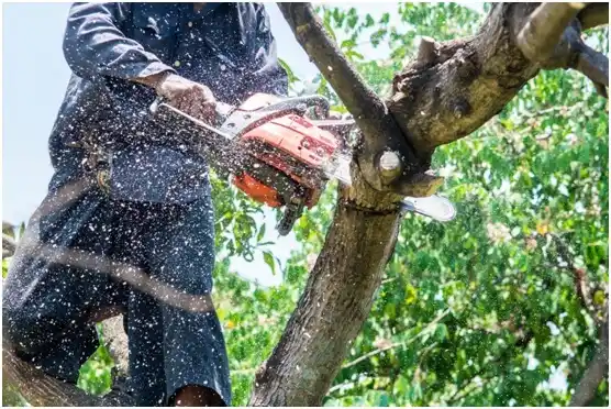 tree services Rosebud